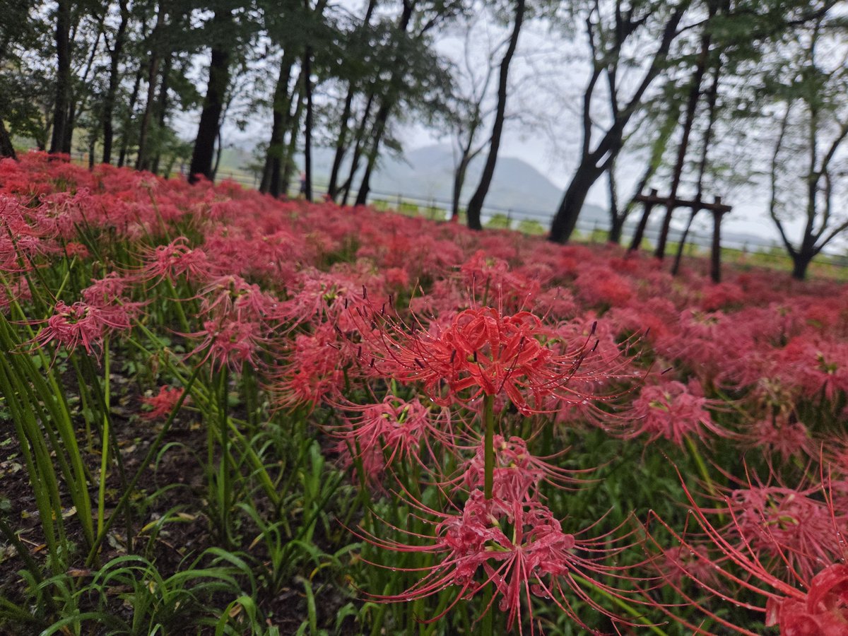 kkhp_29's tweet photo. 巾着田
一面の曼珠沙華が綺麗だった！ https://t.co/TS76Wt72lG