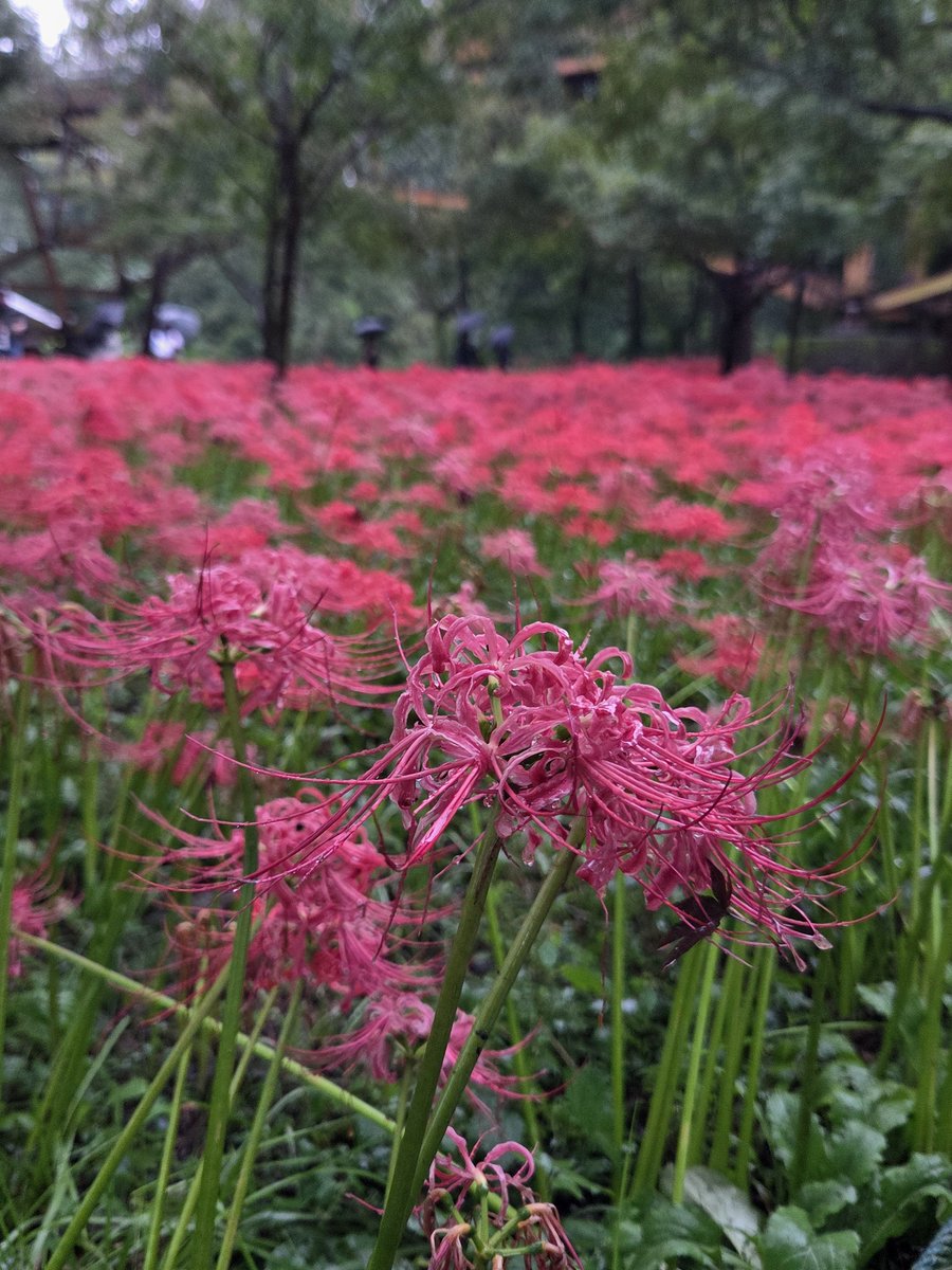 kkhp_29's tweet photo. 巾着田
一面の曼珠沙華が綺麗だった！ https://t.co/TS76Wt72lG