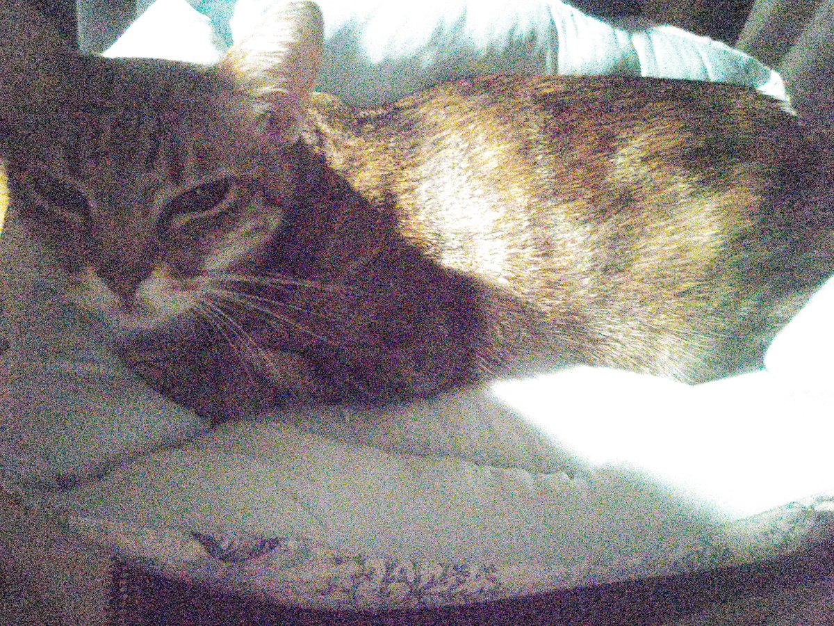 WdnALL630's tweet photo. 私が席につくと、隣のイスに置いた猫ベッドに飛び乗ってゴロゴロ。
撫であげると���ラックス姿勢に。
この調子がずっと続けばいいね。　#猫 #心筋症 https://t.co/7chVax9Nm6