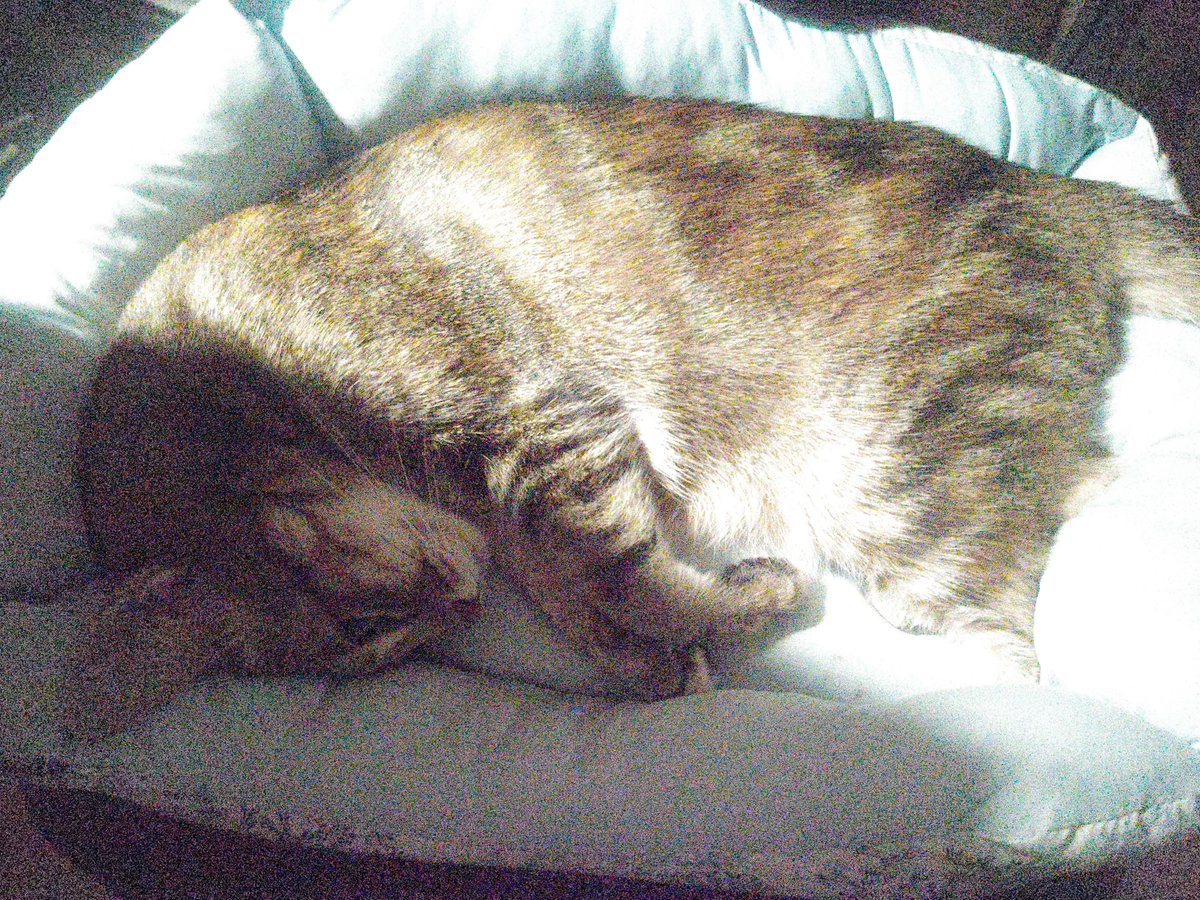 WdnALL630's tweet photo. 私が席につくと、隣のイスに置いた猫ベッドに飛び乗ってゴロゴロ。
撫であげると���ラックス姿勢に。
この調子がずっと続けばいいね。　#猫 #心筋症 https://t.co/7chVax9Nm6