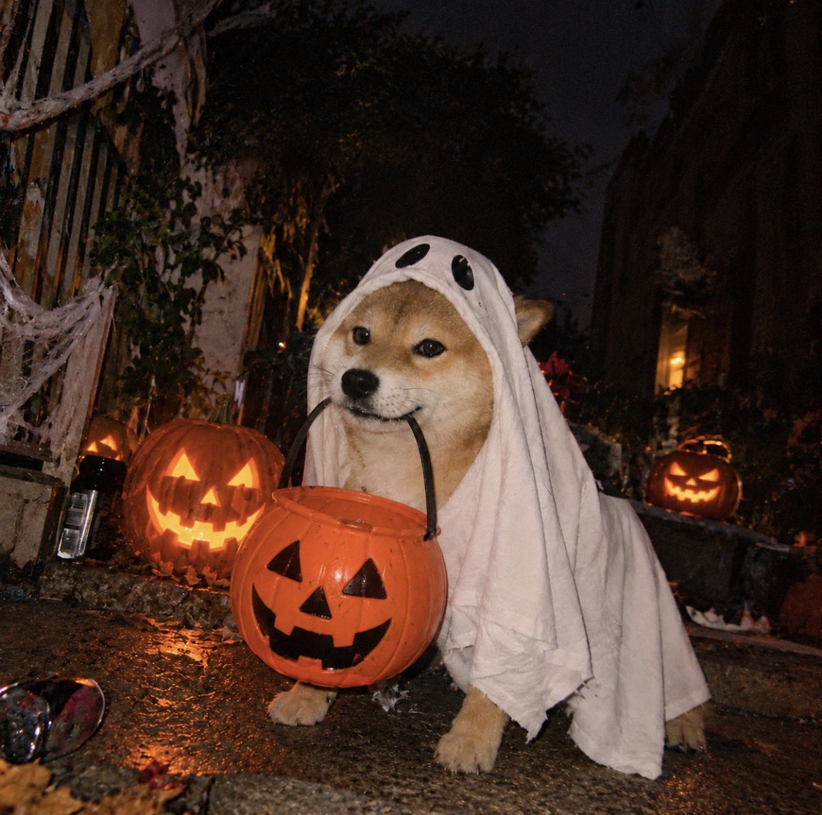 WorldIsYours444's tweet photo. Pics need 2b aesthetic 4 the slideshow 📸👻

#halloween https://t.co/qJl3EUfup8