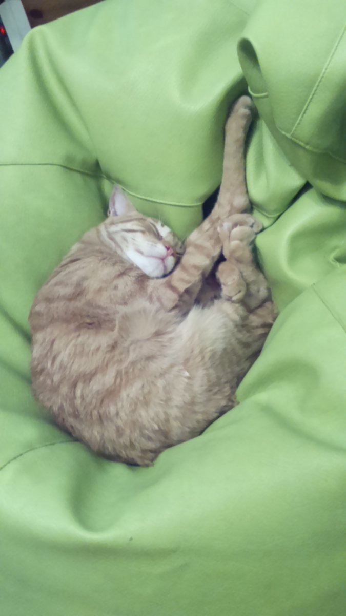 lynvan_'s tweet photo. @NoraPotwora My little angel. He sadly crossed the Rainbow Bridge this august https://t.co/zXRY1YtvgW