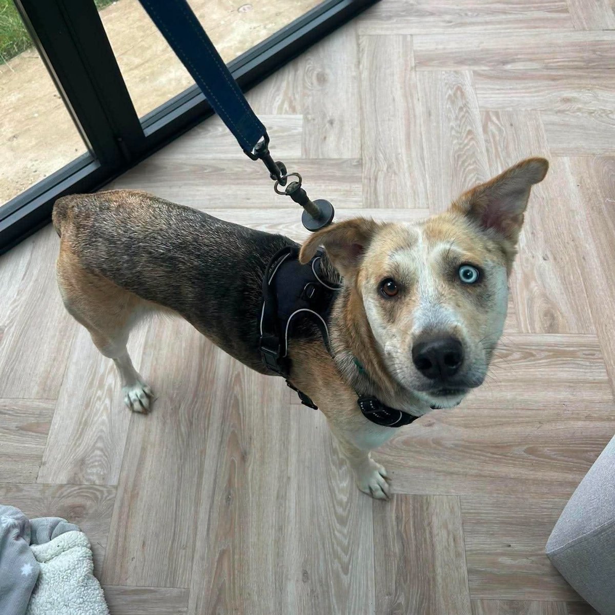 rescuedoggypaws's tweet photo. Luna has so much love to give... she just needs someone to give her a chance. ❤️ She's currently in #Lincolnshire waiting to meet you
This gorgeous 2-year-old girl is friendly, affectionate and happiest when she's with her people.
https://t.co/Y5BrOCyWcI
#Scunthorpe #Hornsea https://t.co/tS7MGCjVIR