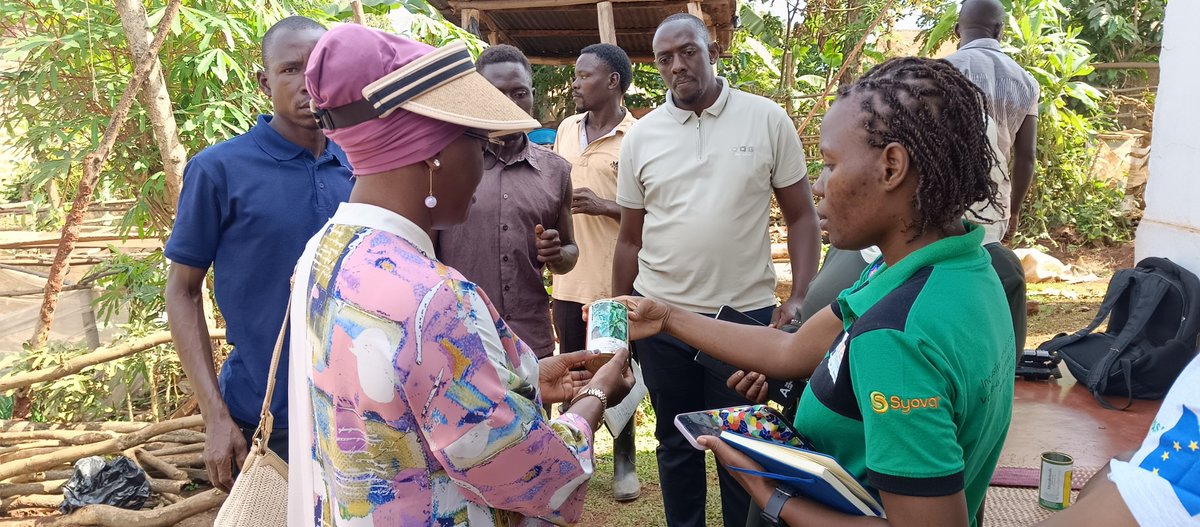 ASARECA's tweet photo. Big moves in sustainable farming!

@ASARECA has teamed up with PELUM Uganda (@pelum_uganda), Uganda Christian University (@UCUniversity), and Koppert Biological Systems (@KoppertKenya ) for a hands on agricultural monitoring mission across Jinja, Lugazi, and Buikwe in Uganda.🚜✨

Together, we’re hitting the fields from the Nyenga Living Lab up-to-nine local farmer plots to boost bio-pesticides, sticky traps, and soil health for crops like tomatoes, cabbages, and Nakati. 🍅🥬

By replacing harsh chemical pesticides with smart, nature-based IPM solutions, we're helping smallholder farmers build healthier soils, control pests, and grow safer food for communities! 🌍💚

This initiative is supported by @EU_Commission under the CAADP-XP4 Programme, which is managed by @IFAD .

#Agroecology #IPM #SustainableFarming #UGAgriculture #BioContro