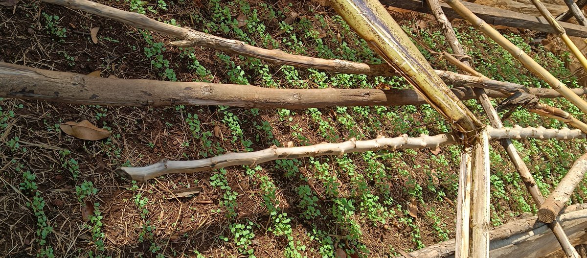 ASARECA's tweet photo. Big moves in sustainable farming!

@ASARECA has teamed up with PELUM Uganda (@pelum_uganda), Uganda Christian University (@UCUniversity), and Koppert Biological Systems (@KoppertKenya ) for a hands on agricultural monitoring mission across Jinja, Lugazi, and Buikwe in Uganda.🚜✨

Together, we’re hitting the fields from the Nyenga Living Lab up-to-nine local farmer plots to boost bio-pesticides, sticky traps, and soil health for crops like tomatoes, cabbages, and Nakati. 🍅🥬

By replacing harsh chemical pesticides with smart, nature-based IPM solutions, we're helping smallholder farmers build healthier soils, control pests, and grow safer food for communities! 🌍💚

This initiative is supported by @EU_Commission under the CAADP-XP4 Programme, which is managed by @IFAD .

#Agroecology #IPM #SustainableFarming #UGAgriculture #BioContro