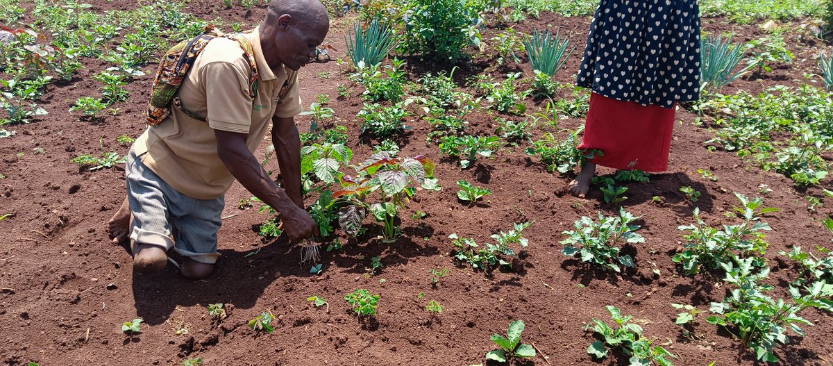 ASARECA's tweet photo. Big moves in sustainable farming!

@ASARECA has teamed up with PELUM Uganda (@pelum_uganda), Uganda Christian University (@UCUniversity), and Koppert Biological Systems (@KoppertKenya ) for a hands on agricultural monitoring mission across Jinja, Lugazi, and Buikwe in Uganda.🚜✨

Together, we’re hitting the fields from the Nyenga Living Lab up-to-nine local farmer plots to boost bio-pesticides, sticky traps, and soil health for crops like tomatoes, cabbages, and Nakati. 🍅🥬

By replacing harsh chemical pesticides with smart, nature-based IPM solutions, we're helping smallholder farmers build healthier soils, control pests, and grow safer food for communities! 🌍💚

This initiative is supported by @EU_Commission under the CAADP-XP4 Programme, which is managed by @IFAD .

#Agroecology #IPM #SustainableFarming #UGAgriculture #BioContro