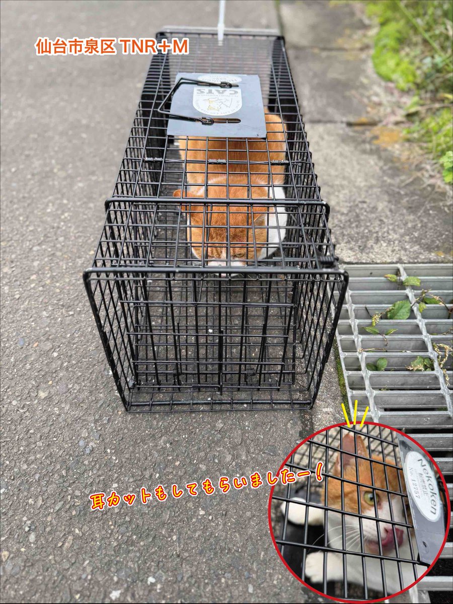 NPO_CATS2026's tweet photo. 【TNR＋M】
今日は仙台市泉区の現場でした！
ご近所の方々とお庭でお世話をしている猫ちゃん１匹の不妊手術のご相談。
今回も頭数が少ないのでCATSの提携病院。
こちらでは不妊手術をほぼ仙台市の助成金で賄える金額にしてくれています。

本日はオスが１匹。
手術費　7,150円（税込）

助成金　6,000円（仙台市）
助成金　1,150円（民間・CAT&DOG&ME）
差し引き　0円

CATS交通費　77km（現調含む）×30円=2,310円
相談者様ご負担金　2,310円

助成金が使える限り上記の計算式は変わりません。
（性別により単価は変わります）

今日の相談者様のご負担金は、2,310円です！
手術費の一時支払いもありません。
2,310円以外に一切何も費用負担がありません。

飼い主のいない猫の不妊手術はみなさんが思っているより費用がかかりません。
CATSでは、生まれてすぐに過酷な生活に追��やられる子猫を増やさないためにTNR＋Mに全力で取り組んでいます。

捕獲器の準備から当日の捕獲、病院の手配・搬送、助成金の申請代行、手術費の一時立て替えまで行っています。
費用の面で心配...
何から手をつけていいかわからない...
いつでもホームページのフォームよりご相談ください。

もう一度言います！
飼い主のいない猫の不妊手術は、助成金が使える限り驚くほどお金がかかりません😊

※宮城県獣医師会の助成金は、法人が代行して申請ができないため、申請代行は仙台市に限ります。
※仙台市外の場合には、宮城県の助成金のほか、CATSでは公益財団法人どうぶつ基金の協働ボランティアとして無料チケットが利用できます（双方とも数の制限があります）。

【CATS HP】
https://t.co/XirMgQqVAN 

#TNRM 
#TNR