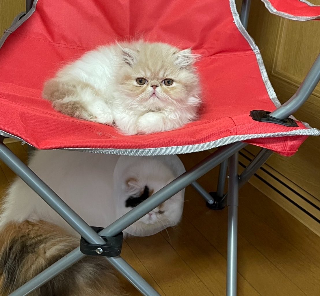 eROSSEllini_cat's tweet photo. ヌッコ https://t.co/rabEtIWUcr