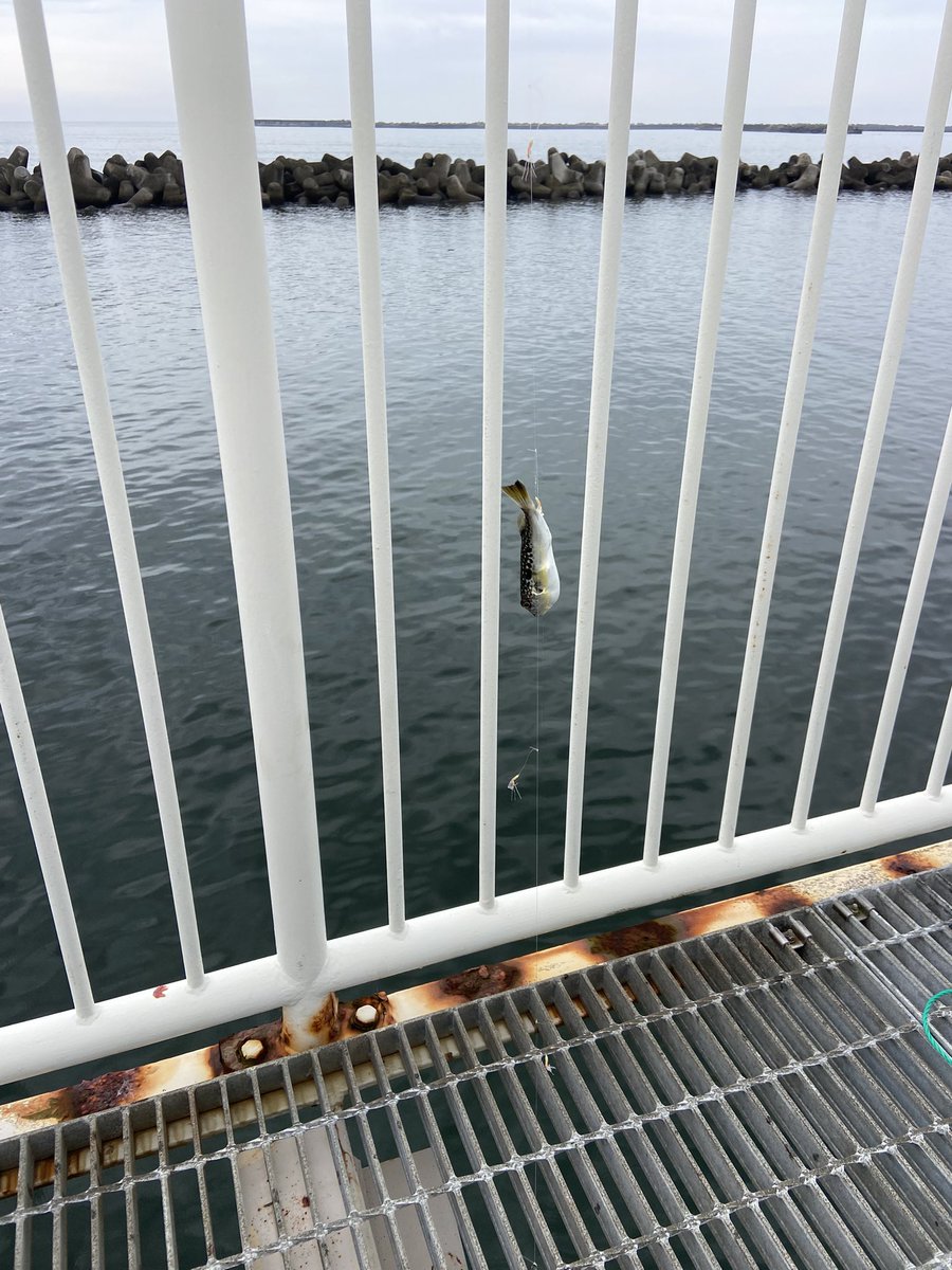 bomberbob0919's tweet photo. 9/28
県南サーフ→牛橋河口→汽水域→相馬→松川浦の順で釣り。

サーフはダメ。
相馬釣り桟橋は、河口汽水域で捕まえたチチブで泳がせしたけど、当たりすらなし。サビキはフグのみ。松川浦はボウズ。

彼女から1日外出の許可を貰ったのに結果はダメダメ🥹まあ、チチブが楽しかったからいいか。 https://t.co/JZfbIEjSfQ