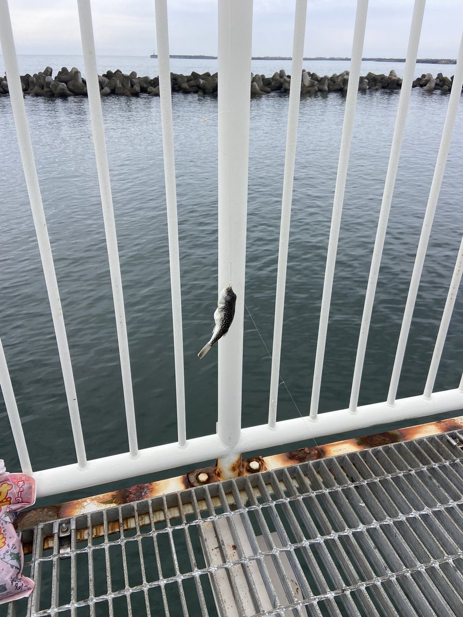 bomberbob0919's tweet photo. 9/28
県南サーフ→牛橋河口→汽水域→相馬→松川浦の順で釣り。

サーフはダメ。
相馬釣り桟橋は、河口汽水域で捕まえたチチブで泳がせしたけど、当たりすらなし。サビキはフグのみ。松川浦はボウズ。

彼女から1日外出の許可を貰ったのに結果はダメダメ🥹まあ、チチブが楽しかったからいいか。 https://t.co/JZfbIEjSfQ