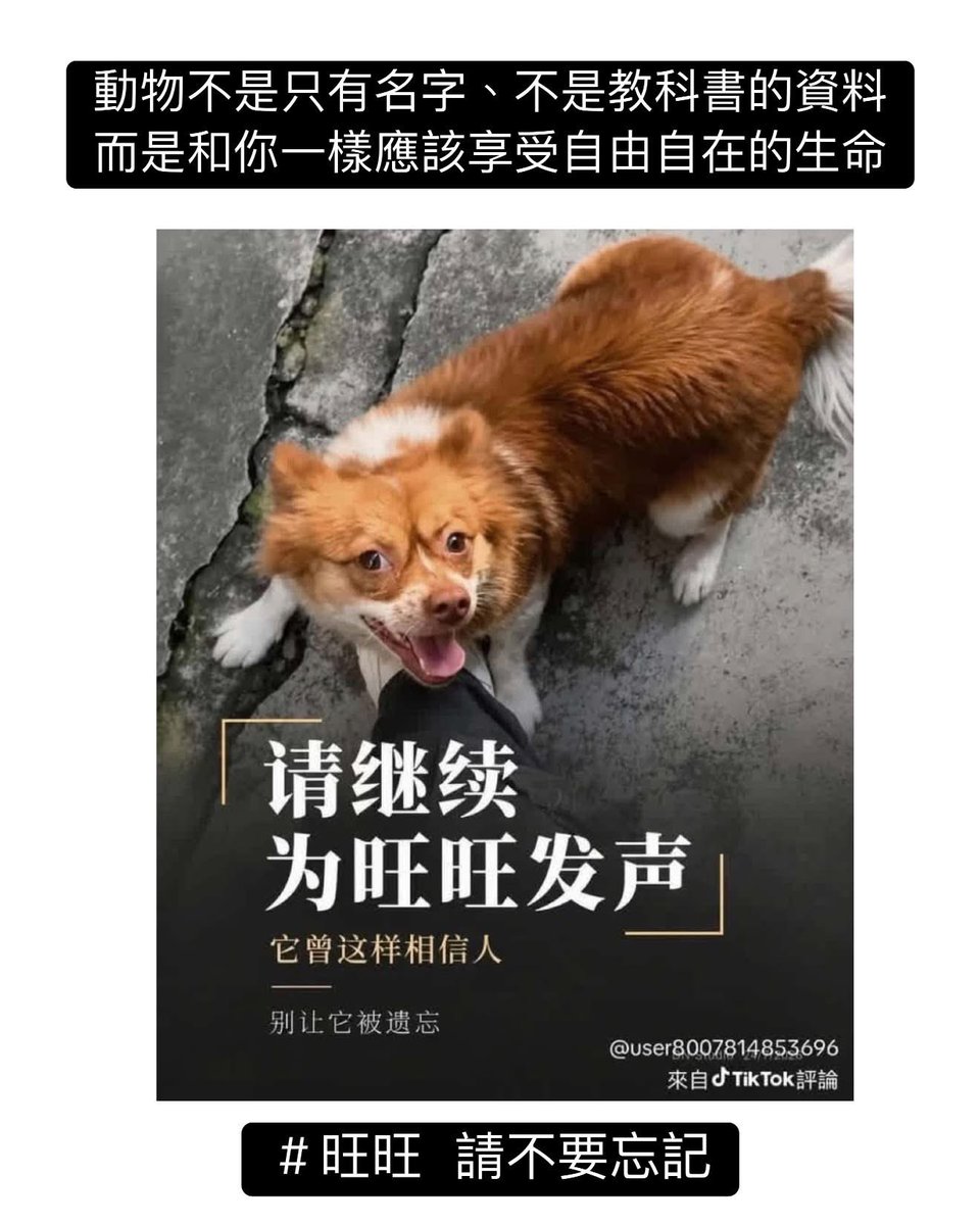 feilung_lau's tweet photo. ＃旺旺 ＃廣東揭陽市虐狗 ＃你會忘記嗎？
＃justiceforwangwang ＃中國 ＃TikTok
在內地其實也有不少人關心旺旺，甚至愛護動物的心不比你和我少，只是最早期發聲的已經文千已經消失。
·
正正因為這樣，我們更加要堅持，期待有一天會有改變，而且旺旺這事正是一個契機，喚醒大家重新看待身邊的動物 ( 任何生命 ）
·
這是生命並不是只有名字、也不是教科書的資料、更加不是科普的研究對象，而是活生生���和你一樣應該可以享受自由自在的生命。
·
＃別讓生命淪為發洩及取樂的玩具
·
旺旺的故事從來不是一個人的事，也不是單純一隻狗的事，而是千千萬萬仍然受虐的動物故事。
·
NEVER FORGET
NEVER GIVE UP
·
那麼你會忘記嗎？
·
在此感謝多地為旺旺發聲，令世界看見這件事
·
·
·