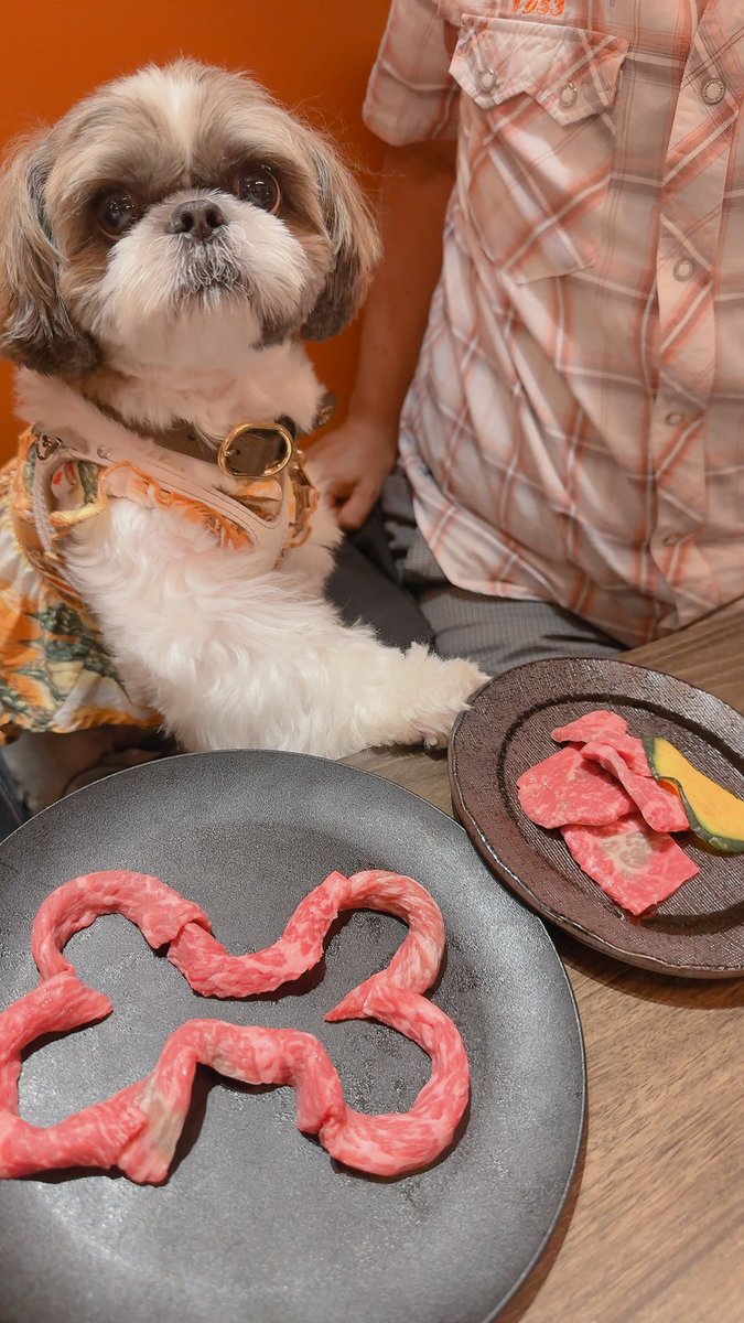 chris49891's tweet photo. お夕飯は焼肉🐾
#シーズー #shihtzu
#asknowas #asknowasdewan
#snobbishbabies https://t.co/3M5E8xqO9N