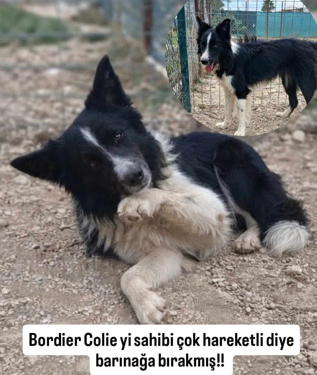 zllktlr's tweet photo. "SAHİBİ ÇOK HAREKETLİ DİYE BORDİER COLİE IRKI KÖPEĞİNİ BARINAĞA BIRAKTI!! DIŞARI ÇIKMAK İÇİN ÇILDIRIYOR!! ACİL GEÇİCİ KALICI YUVA ARIYOR!!
Antalya iletişim  DM DEN KENDİNİZİ TANITAN MESAJ ATINIZ. @patilidunya.serik  https://t.co/aVGvHpHqhA https://t.co/3CpRnY3zUQ