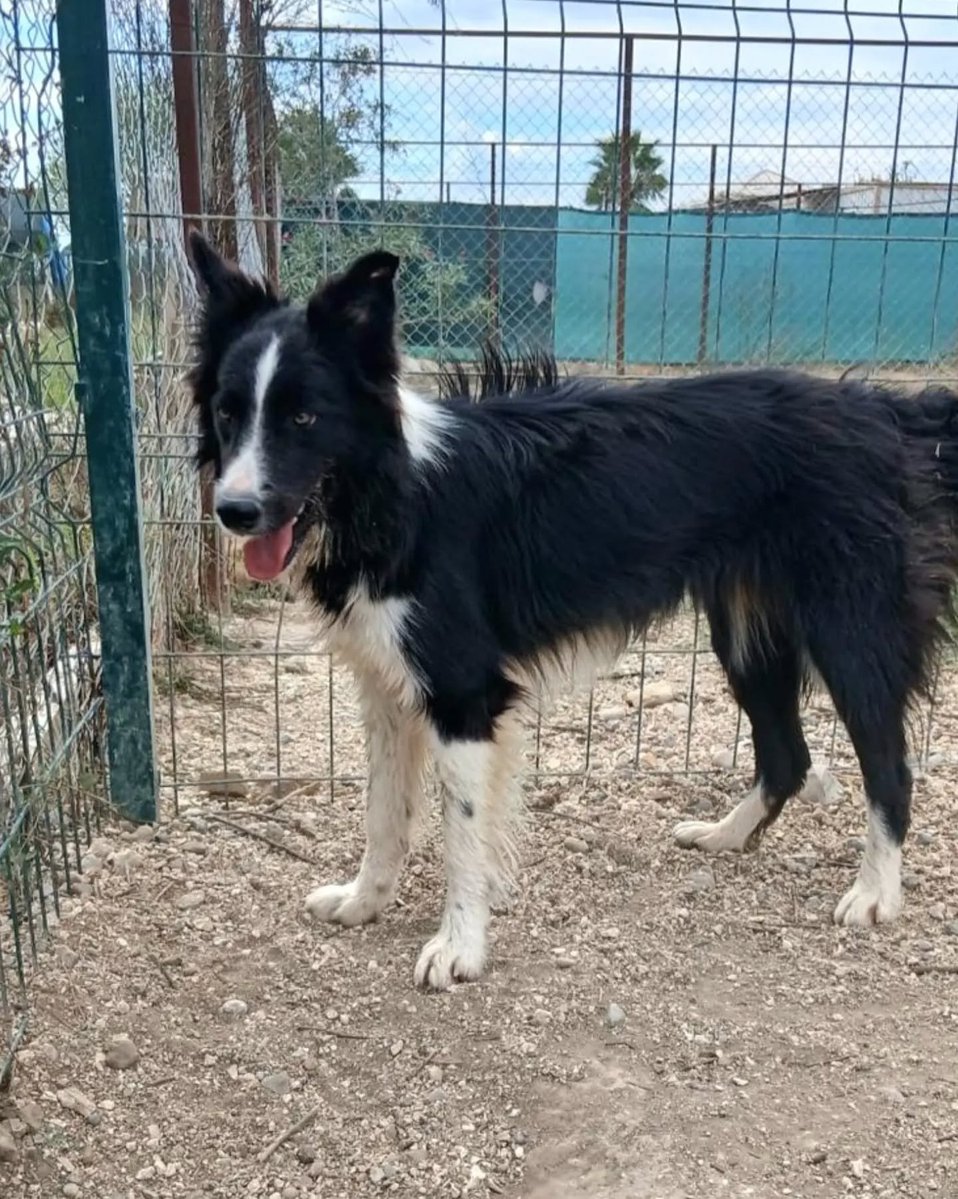 zllktlr's tweet photo. "SAHİBİ ÇOK HAREKETLİ DİYE BORDİER COLİE IRKI KÖPEĞİNİ BARINAĞA BIRAKTI!! DIŞARI ÇIKMAK İÇİN ÇILDIRIYOR!! ACİL GEÇİCİ KALICI YUVA ARIYOR!!
Antalya iletişim  DM DEN KENDİNİZİ TANITAN MESAJ ATINIZ. @patilidunya.serik  https://t.co/aVGvHpHqhA https://t.co/3CpRnY3zUQ
