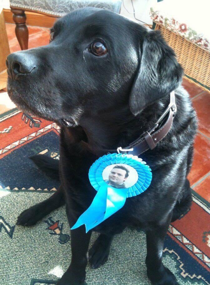 jhalcrojohnston's tweet photo. Labs Against Labour. 🐾 https://t.co/t5de8Qdjvi