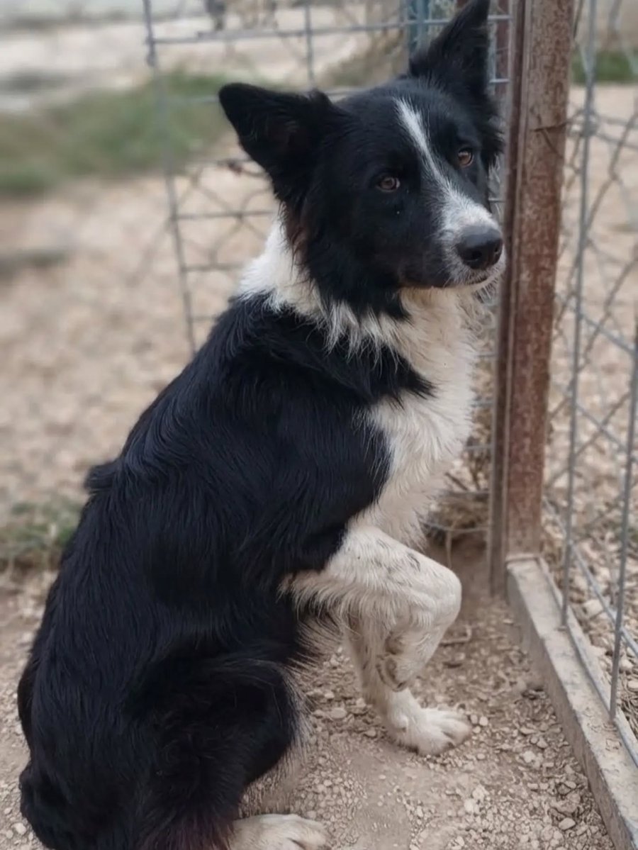 zllktlr's tweet photo. "SAHİBİ ÇOK HAREKETLİ DİYE BORDİER COLİE IRKI KÖPEĞİNİ BARINAĞA BIRAKTI!! DIŞARI ÇIKMAK İÇİN ÇILDIRIYOR!! ACİL GEÇİCİ KALICI YUVA ARIYOR!!
Antalya iletişim  DM DEN KENDİNİZİ TANITAN MESAJ ATINIZ. @patilidunya.serik  https://t.co/aVGvHpHqhA https://t.co/3CpRnY3zUQ