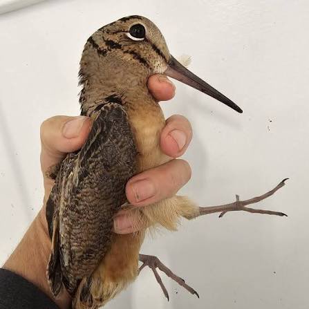labradortwister's tweet photo. https://t.co/7b5T9NVDQX