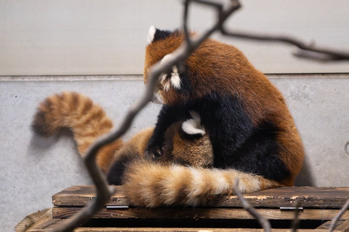kaki_RedPanda's tweet photo. 授乳しながら愛おしそうにきのこを抱える梨梨。とても貴重なシーンを見させてもらいました。

渝渝、チャーミン！梨梨は遠く東京の地で毎日お母さんを頑張っています！ https://t.co/pYuVavDIoL