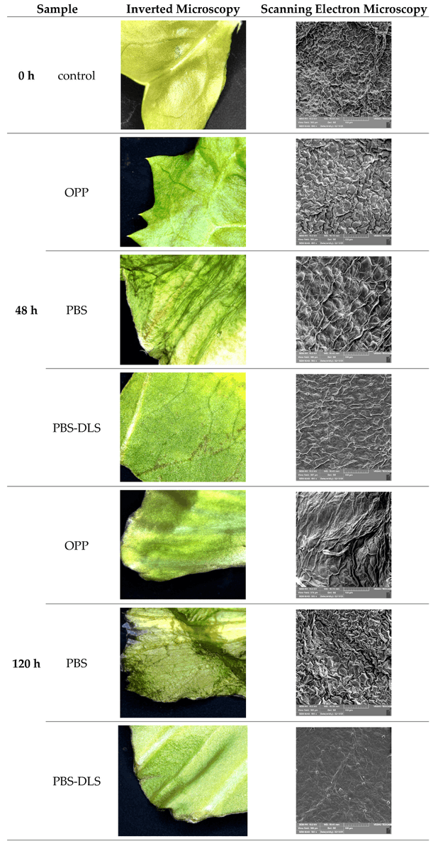 Coatings_MDPI's tweet photo. #MDPICoating #Highlycited #Article #OpenAccess

Title: Novel Poly(butylene succinate-dilinoleic succinate) Films in Packaging Systems for Fresh Cut Chicory
Authored by Szymon Macieja from West Pomeranian University of Technology
https://t.co/5iVJ5cKiWb

#chicory #bioplastics https://t.co/qkC4dklfdj