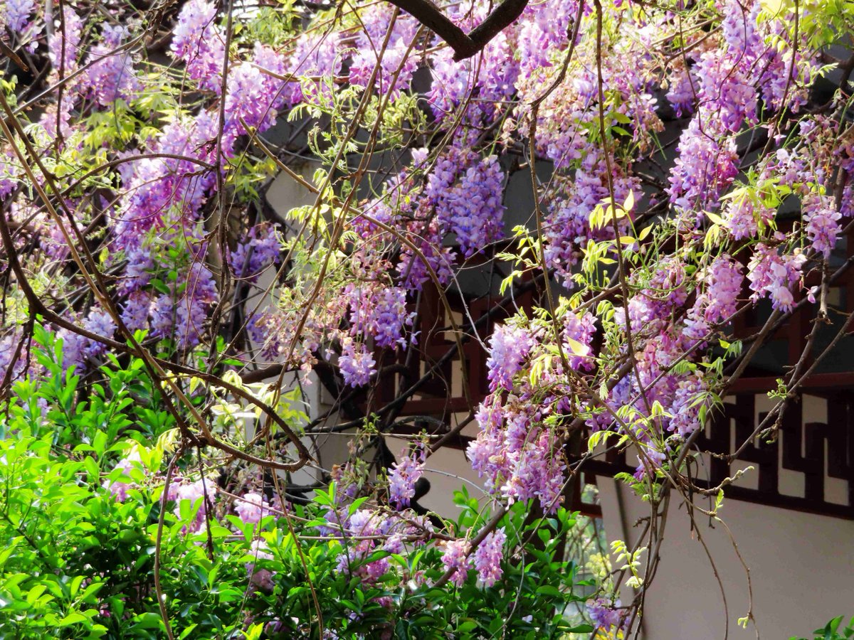 marce_mint5_2e6's tweet photo. Spring vibes! Tiny 芽 buds peek from 屯 fields, 梢 tips reach up, stable 厩 animals rest, with ancient 胤 blood weaving warmth under the sun. https://t.co/vNAnZpwQnJ