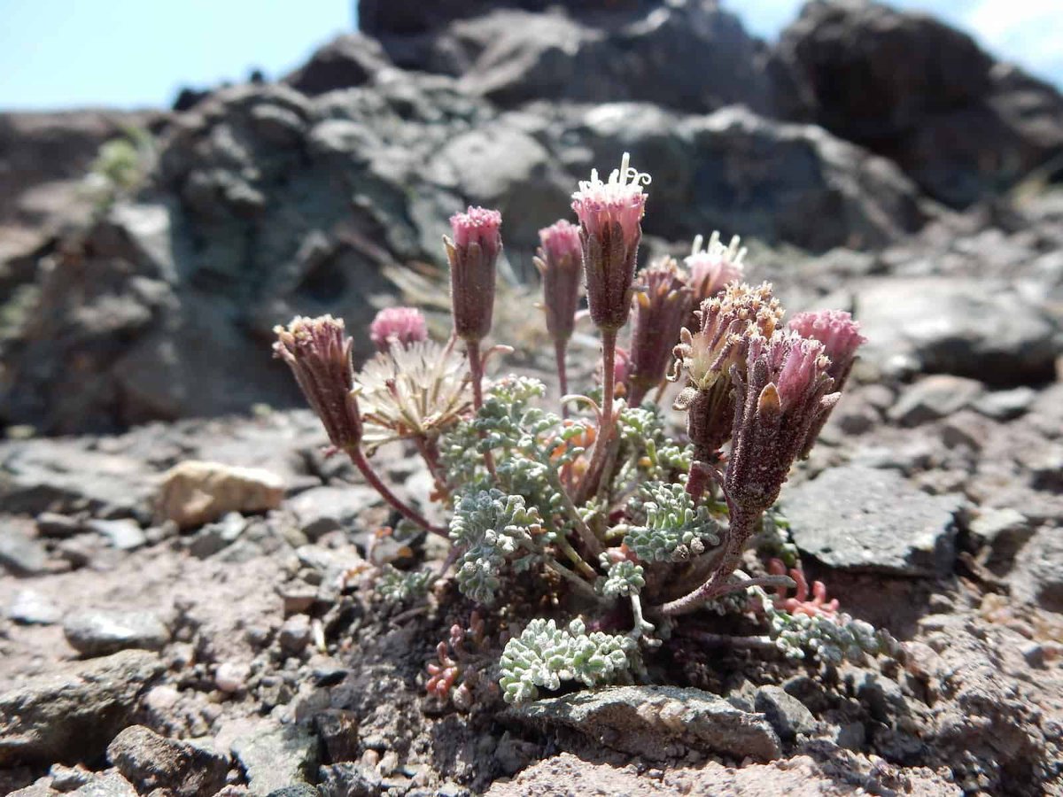 AoB_PLANTS's tweet photo. Seeds in storage aren't quite the same as seeds in the wild 

🌱 Now in Botany One🌿 
https://t.co/ku8Eyvtwq3 

Full paper: 
https://t.co/w9y0fzhWxb 

#PlantScience https://t.co/qpVpzowIIP