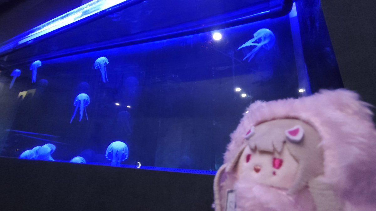 apposeizin's tweet photo. 動画アップしました🍎
水色界隈の方にオススメ!クラゲのいるカフェ&バー🪼🩵 #カフェ #水色界隈 #推し活 #tayuta
https://t.co/XeGPTA6xwM https://t.co/rvWecVOvec