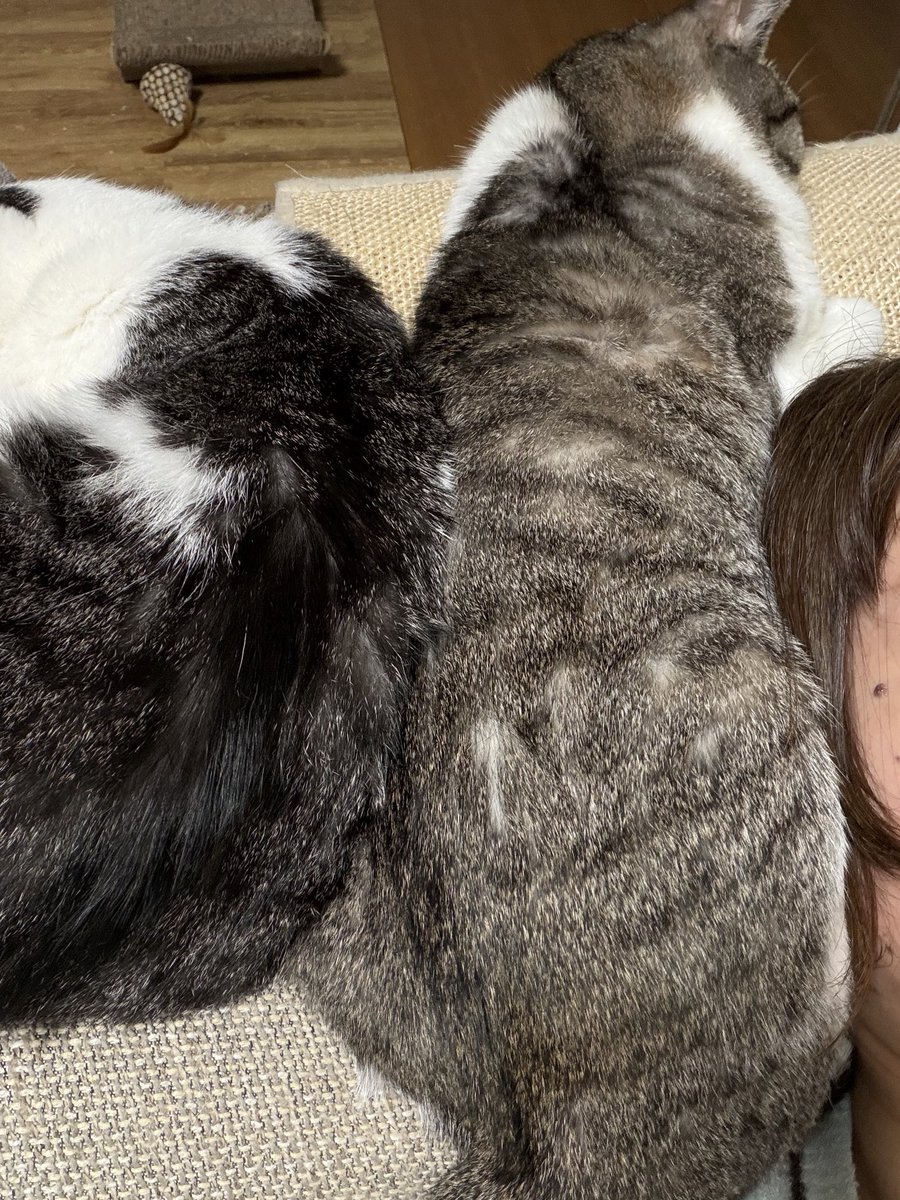 ninohina's tweet photo. 今日は珍しくゴメが私が寄り添って寝ても逃げずにいてくれるのだけど、めっちゃお腹ゴポゴポ言っててうるさい笑笑 https://t.co/T5op2cK4cx