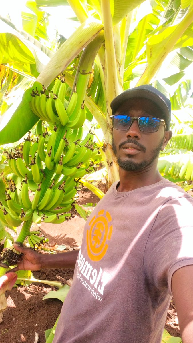 ahmedaliom's tweet photo. Ripe banana / Banana production in Awdheegle, Lower Shabelle: Banana production depends on the proper selection of the follower sucker (desuckering) https://t.co/DxwpHxVnIQ