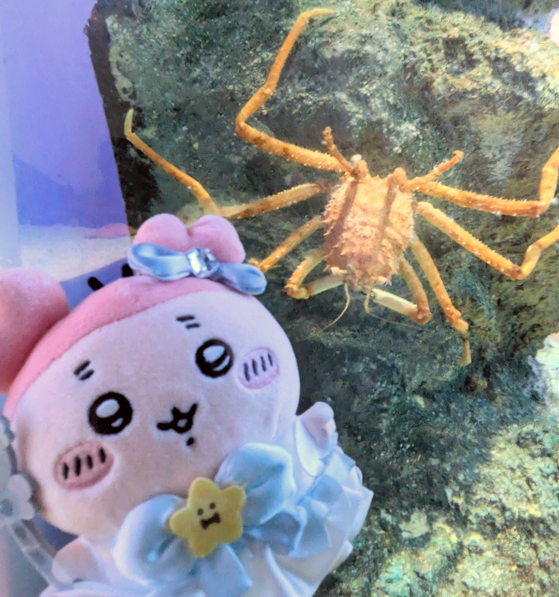 Fjt_sb5's tweet photo. ちなみにお供にタコちゃん🐙とカニちゃん🦀連れてきたわよ https://t.co/psCBe0EfGT