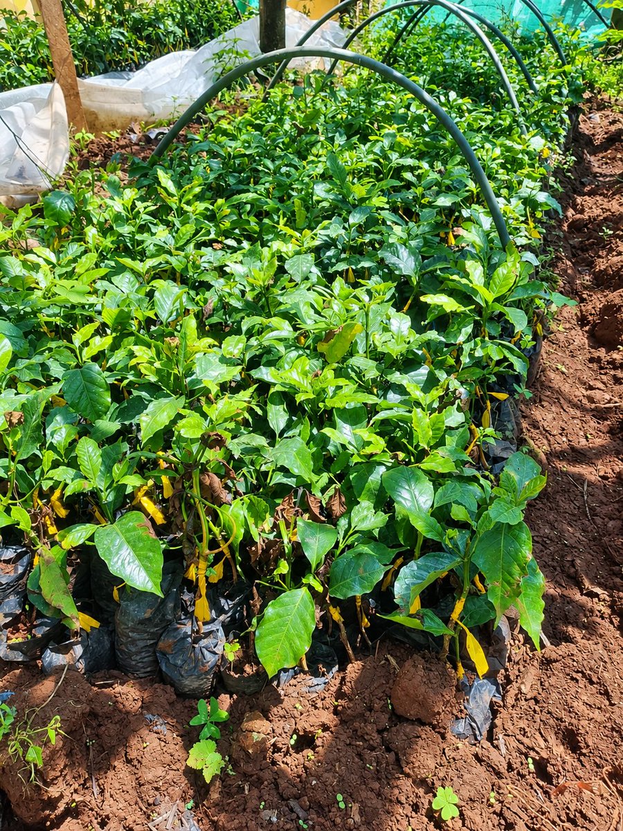 peternursery's tweet photo. Grafted ruiru 11 available at affordable price call me 
0741206258 https://t.co/iBueq5WBn9