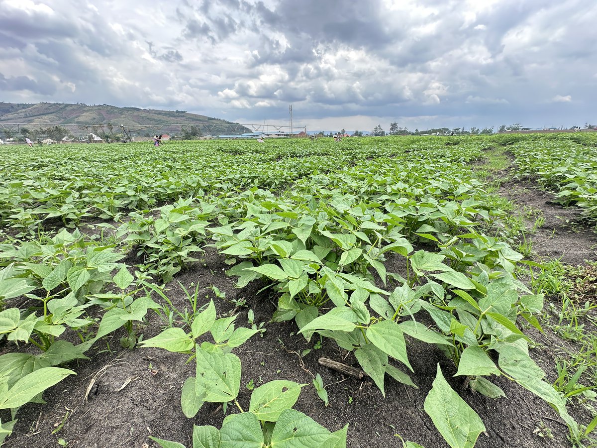 diharagirimana's tweet photo. Declining soil fertility can slowly reduce farm productivity. Instead of continually pushing the soil, invest in soil health through organic matter, crop rotation, erosion control, and balanced nutrient management. https://t.co/BJ3eTtQ662