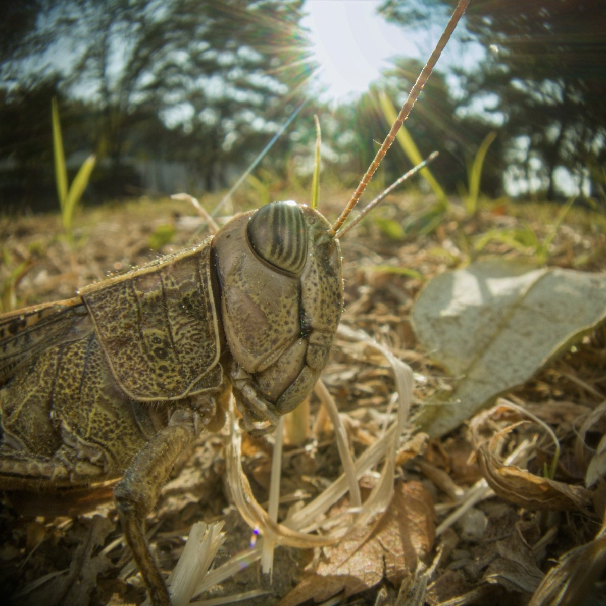 asocialant's tweet photo. Gopro lens https://t.co/TNcMNCcoQT