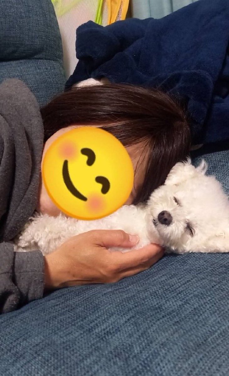 curuponta's tweet photo. ぬいぐるみなん？クルミよ🤣
#トイプードル #トイプー #犬 #dog https://t.co/QYkFPxAtqx