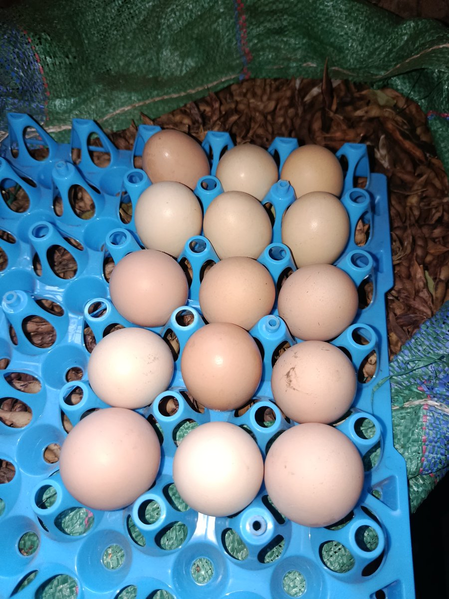 MusembiFarmKe's tweet photo. Farm life...

We all pass through this stage before thinking of selling.

Once you start eating eggs from your own flock, you never really go back.

Sometimes this tray is full, sometimes it’s half. https://t.co/9Ky0fngsFF
