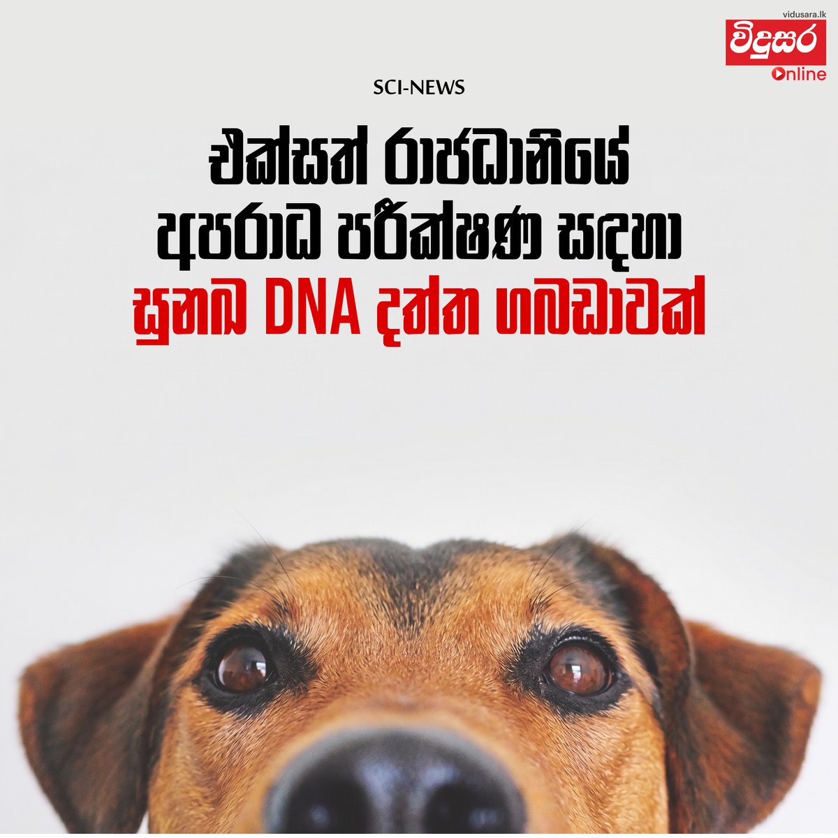 vidusaraonline's tweet photo. එක්සත් රාජධානියේ අපරාධ පරීක්ෂණ සඳහා සුනඛ DNA දත්ත ගබඩාවක්
Full Article :- https://t.co/c99BfZ1MPG
#vidusaralk #vidusaraonline #vidusara #DogDNA #ForensicScience #CriminalInvestigation #KingsCollege #RoyalVeterinaryCollege #DNADatabase #UKPolice #justice https://t.co/ccN3kFSsZQ