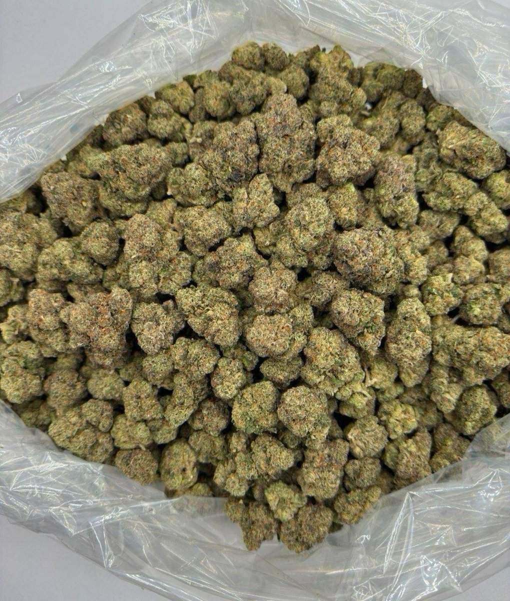 STONERS2026's tweet photo. $400 a pound bag lmk if you need some
📱https://t.co/LdWb40qpnn
📱 https://t.co/anwZLbe1S7
#cannabis #strain #flower #budshots #weedculture #Texas #Tx #cbd #thc #worldwide https://t.co/bMk91sLOlg