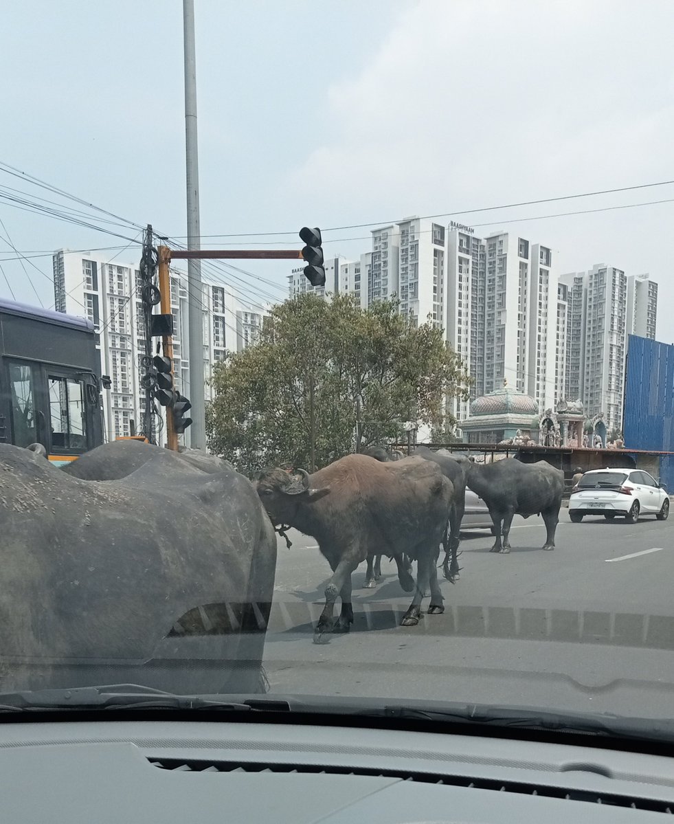 Indicfederr0d's tweet photo. Ohh Chennai,
the greatest city for buffaloes, cows, and dogs,
 What a truly incredible inclusive city, saar. 😍 https://t.co/AcL5kLAWKe