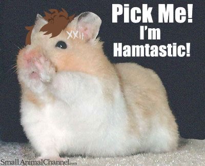 PRAYERSFORRAlN's tweet photo. ham ham hamster https://t.co/XQ0hxsmj7y