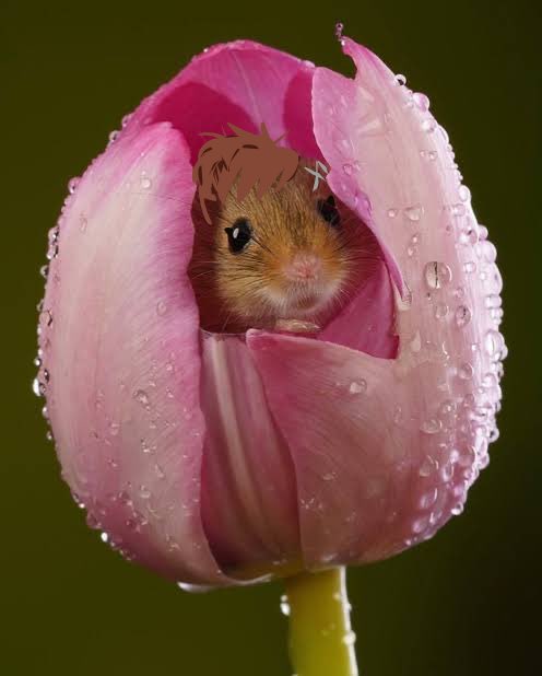 PRAYERSFORRAlN's tweet photo. ham ham hamster https://t.co/XQ0hxsmj7y