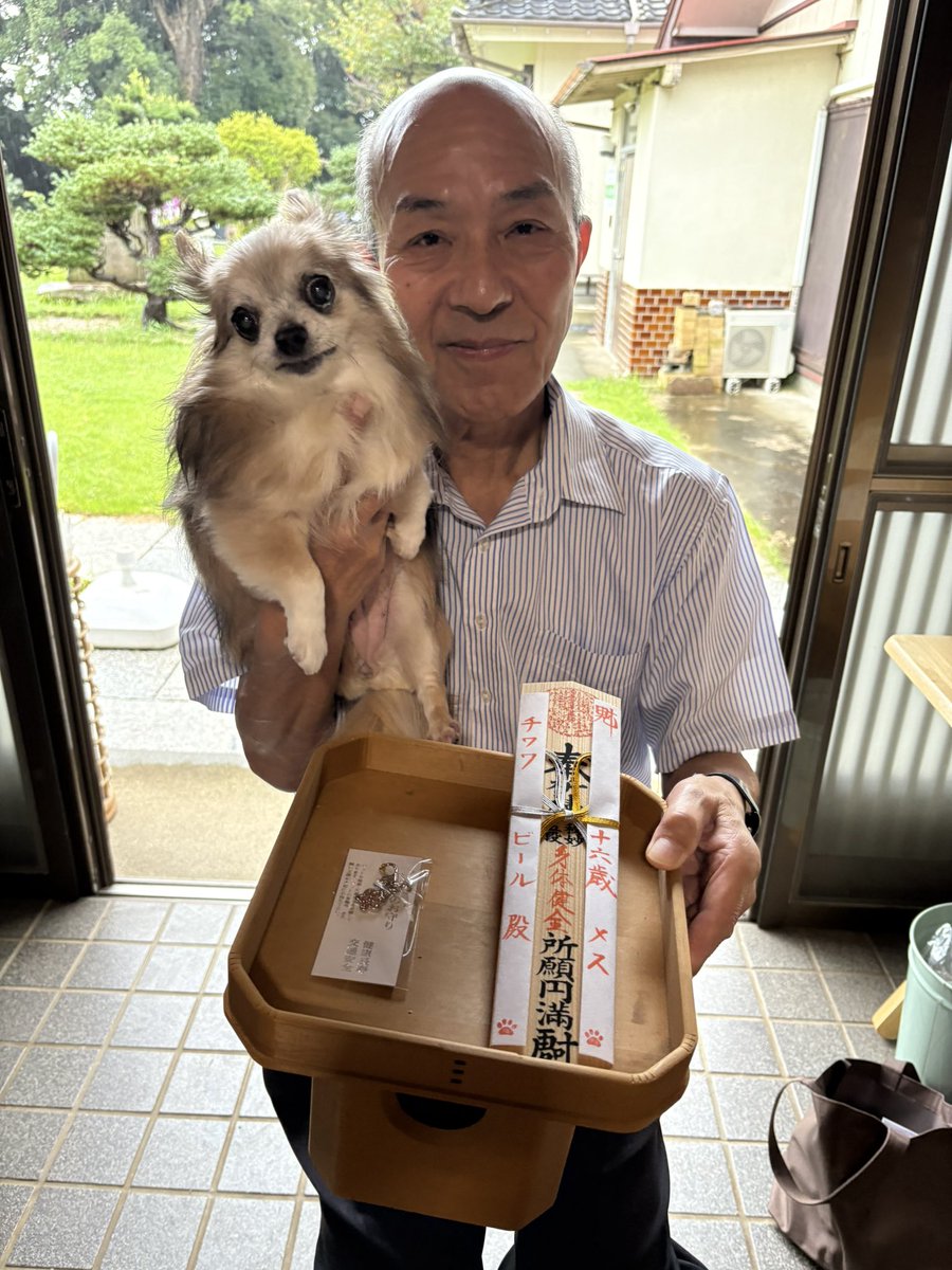 ren9zi's tweet photo. 【大切な家族のためのご祈祷🐶】
こんばんナム！
えがおしょうです🙏

昨年に続き、今年もご長寿のチワワちゃんのご祈祷をさせていただきました😊

チワワの平均寿命は13歳ほどといわれています。長く一緒に過ごしてきた、飼い主さんにとって大切な家族です。

はじめは緊張してブルブル震えていましたが、ご祈祷が終わる頃には、飼い主さんの膝の上でゆったりと落ち着いていました🐾

これからも健やかに、穏やかな日々を過ごせますように。飼い主さんの思いに寄り添いながら、心を込めてお祈りしました🙏

#蓮久寺 #君津 #ペットのご祈祷