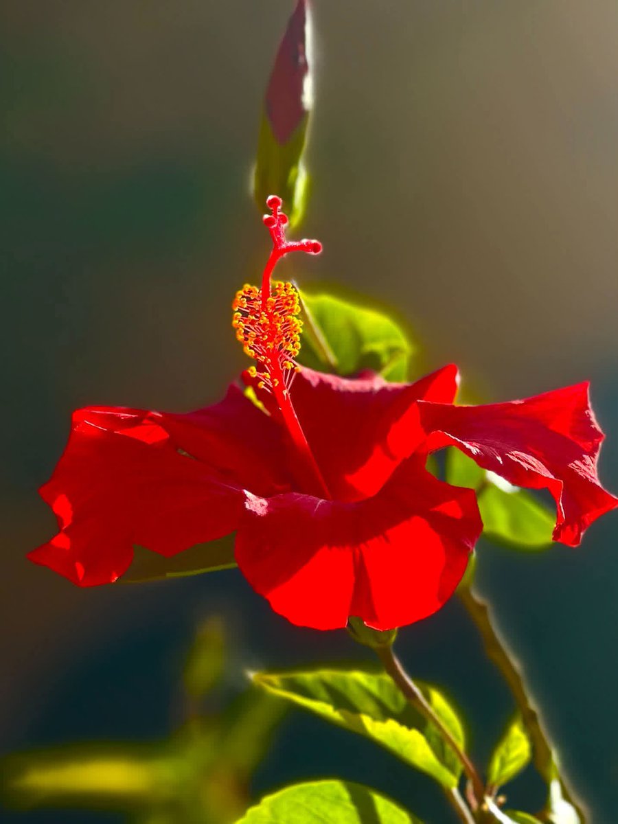 Tahseen10577313's tweet photo. A vibrant flower 🌹 https://t.co/uZL6Mu2kGu