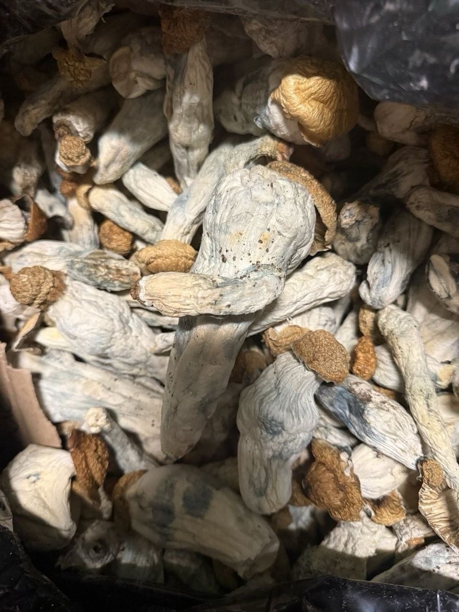 STONERS2026's tweet photo. Shroomies
A pound bag going for
$500 hit me up fam
📱https://t.co/LdWb40qpnn
📱 https://t.co/anwZLbe1S7
#cannabis #strain #flower #budshots #weedculture #Texas #Tx #cbd #thc #worldwide https://t.co/t2MTGgrMHi
