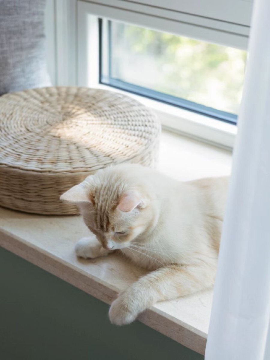 izo_vn67283's tweet photo. In this warm scene, the cat sits calmly by the阂角不妒 corner, showing harmonious daily vibes without jealousy. https://t.co/d7Q2aSqgIZ