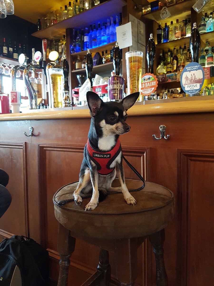 IanCallaway352's tweet photo. @ArchRose90 Molly the far right chihuahua says huzzah to the great British pub. And ya boo sucks to the gainsayers of the left. To bowdlerise the words of #PGWodehouse, it is never difficult to distinguish a ray of sunshine from a socialist with a grievance. https://t.co/h6gjtY7UYE