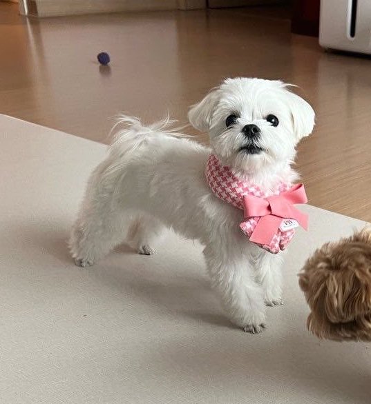 itmeephoebe's tweet photo. ตามสูตรเมะแบ๊วเคะกึง https://t.co/mUF0Lctlgo