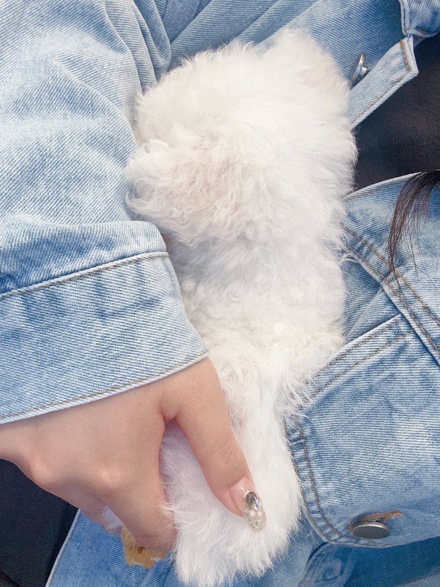 cuddly_252's tweet photo. 송찰리 덩치 남일같지 않은 이유.
내 아기곰🤍 https://t.co/DiYmGqi555