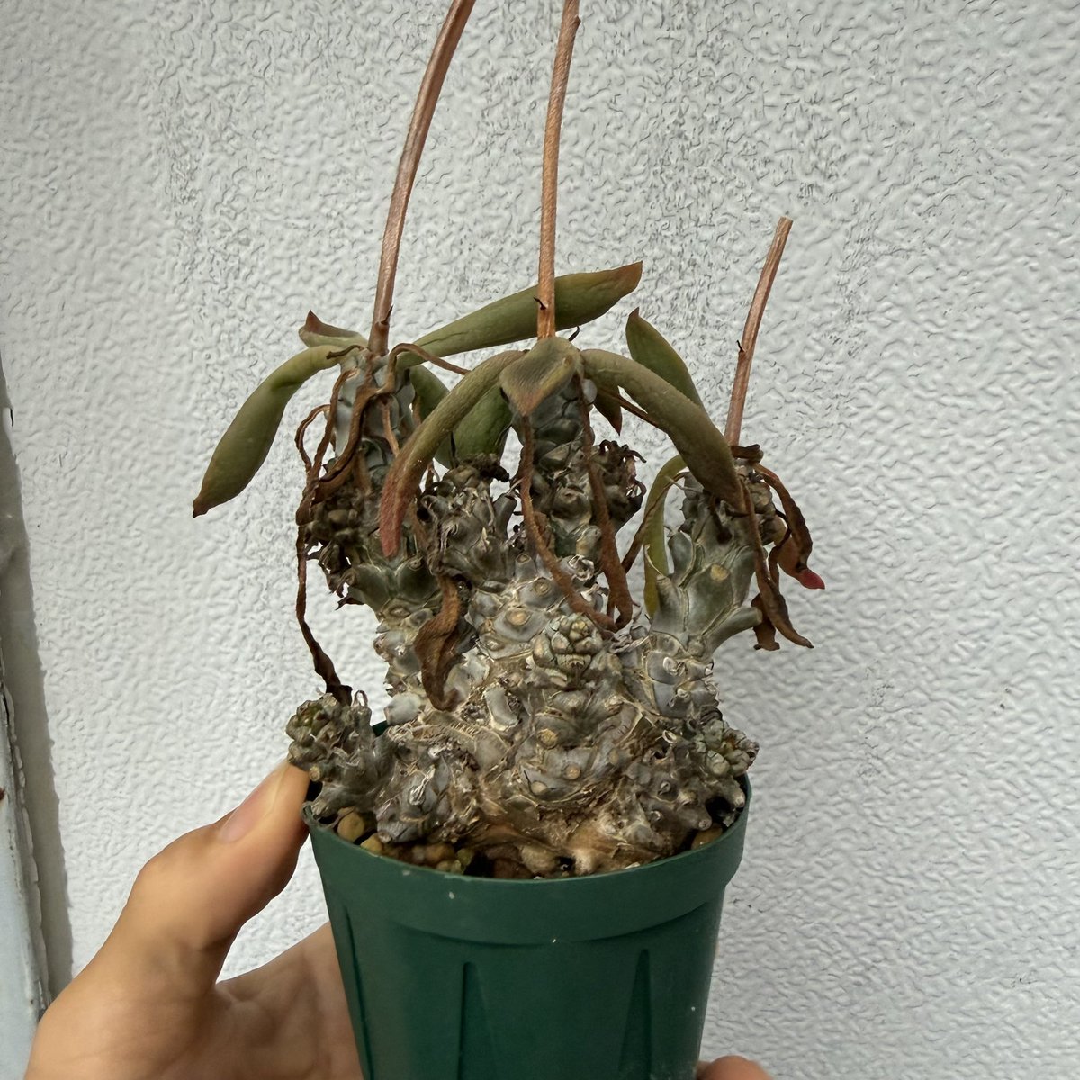 awn_plants's tweet photo. モンスターサイズのペトロフィラスも出品しました◎JAA 1119です。
ヤフオクページへはプロフィール欄からどうぞ🫱
#awn_tylecodon
#tylecodon #チレコドン
#tylecodonpetrophilus 

10/2–3 ON THE PLANTS（福岡）
10/31–11/1 BOTANICBOMB
11/28 京都みどりのマルシェ番外編 in トート広場 https://t.co/dSou5NiW6H