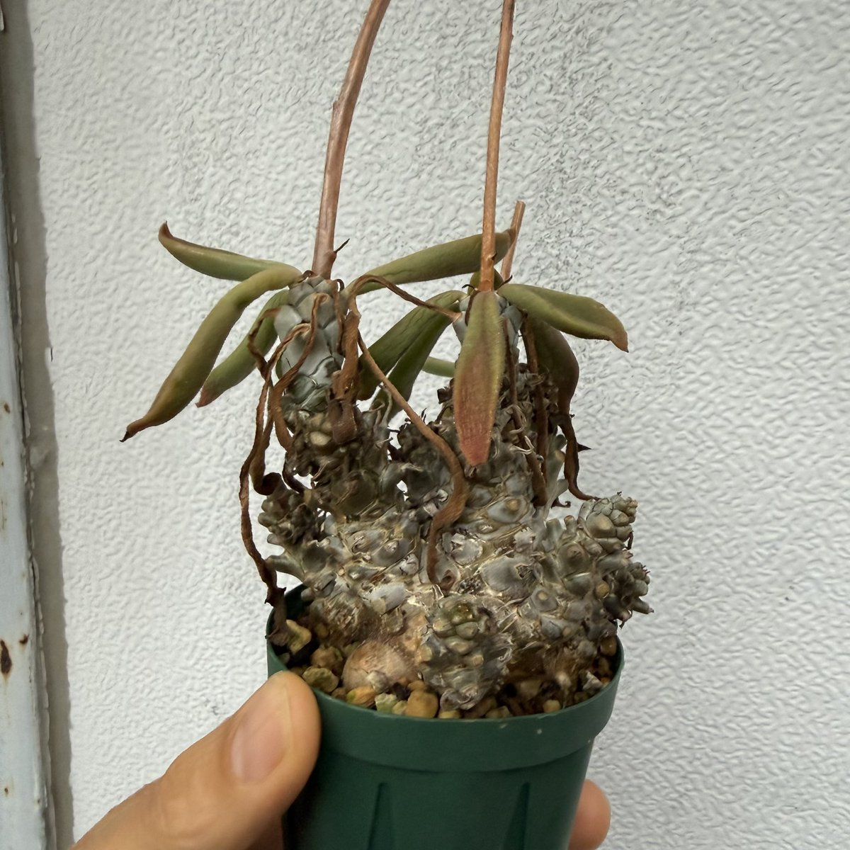 awn_plants's tweet photo. モンスターサイズのペトロフィラスも出品しました◎JAA 1119です。
ヤフオクページへはプロフィール欄からどうぞ🫱
#awn_tylecodon
#tylecodon #チレコドン
#tylecodonpetrophilus 

10/2–3 ON THE PLANTS（福岡）
10/31–11/1 BOTANICBOMB
11/28 京都みどりのマルシェ番外編 in トート広場 https://t.co/dSou5NiW6H