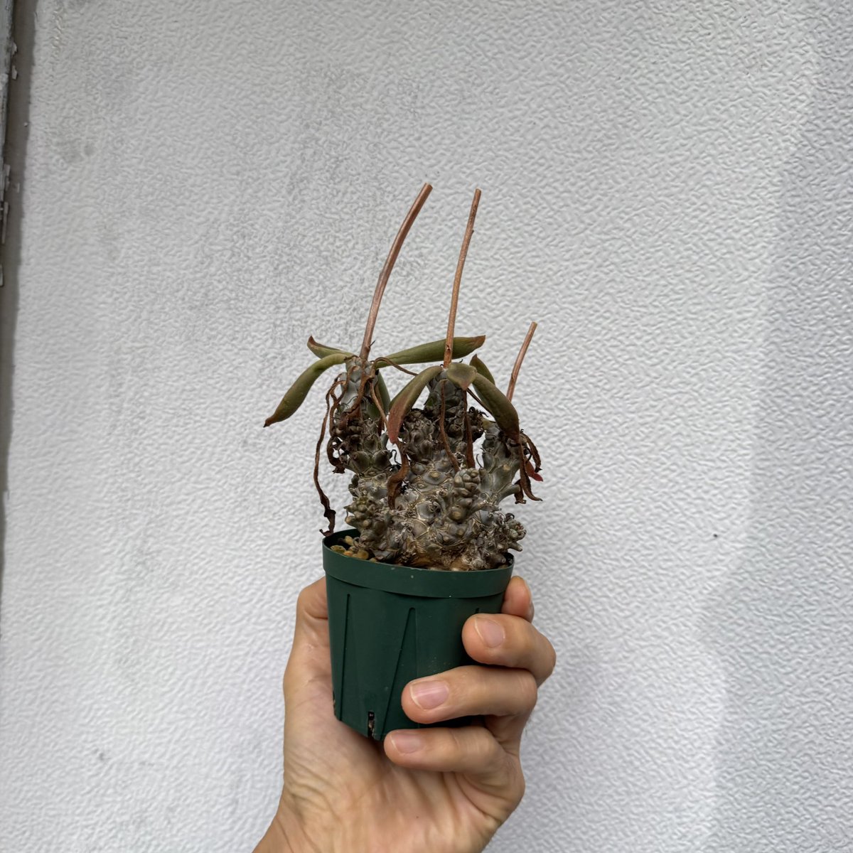 awn_plants's tweet photo. モンスターサイズのペトロフィラスも出品しました◎JAA 1119です。
ヤフオクページへはプロフィール欄からどうぞ🫱
#awn_tylecodon
#tylecodon #チレコドン
#tylecodonpetrophilus 

10/2–3 ON THE PLANTS（福岡）
10/31–11/1 BOTANICBOMB
11/28 京都みどりのマルシェ番外編 in トート広場 https://t.co/dSou5NiW6H