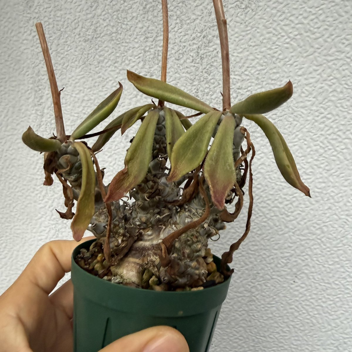 awn_plants's tweet photo. モンスターサイズのペトロフィラスも出品しました◎JAA 1119です。
ヤフオクページへはプロフィール欄からどうぞ🫱
#awn_tylecodon
#tylecodon #チレコドン
#tylecodonpetrophilus 

10/2–3 ON THE PLANTS（福岡）
10/31–11/1 BOTANICBOMB
11/28 京都みどりのマルシェ番外編 in トート広場 https://t.co/dSou5NiW6H